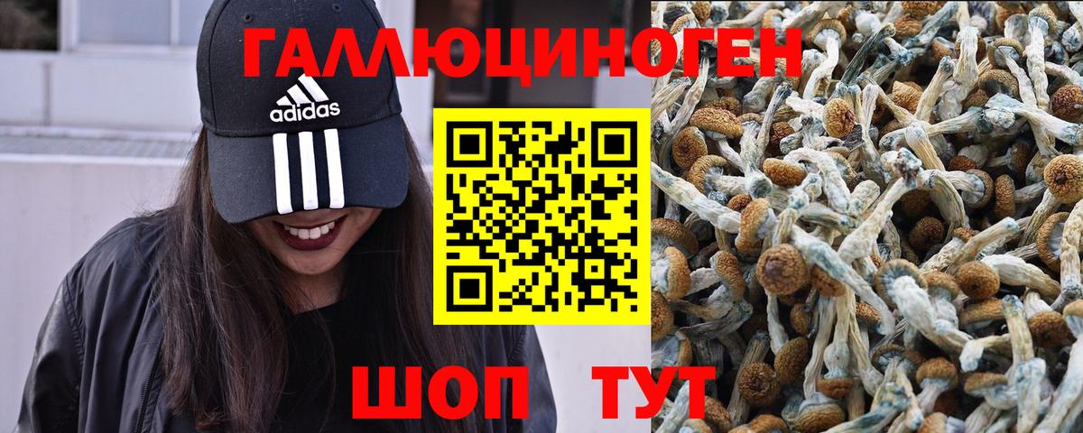 Псилоцибиновые грибы Magic Shrooms  закладки  Ахтубинск  Псилоцибиновые грибы мицелий  Вход с VPN 